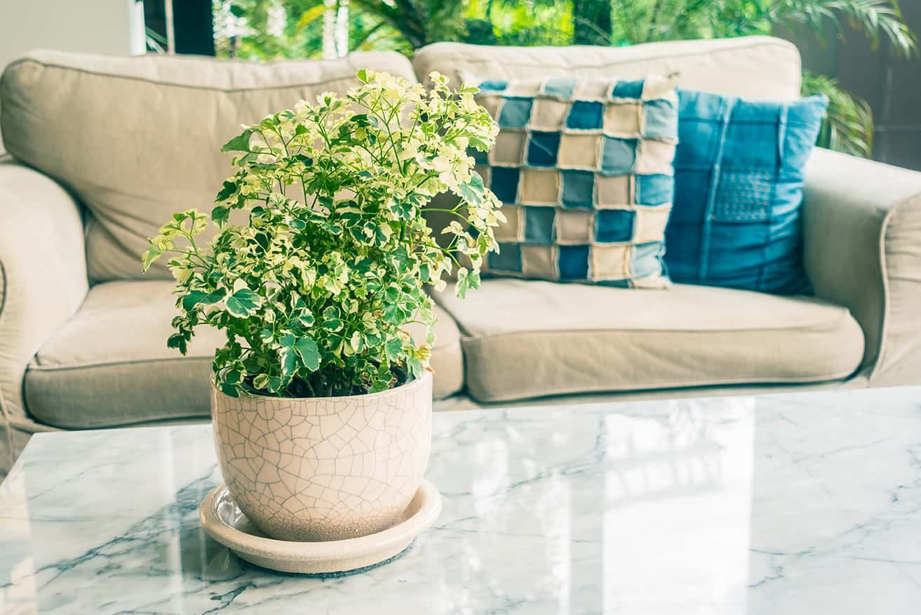 Quais são as melhores plantas para ambientes internos?