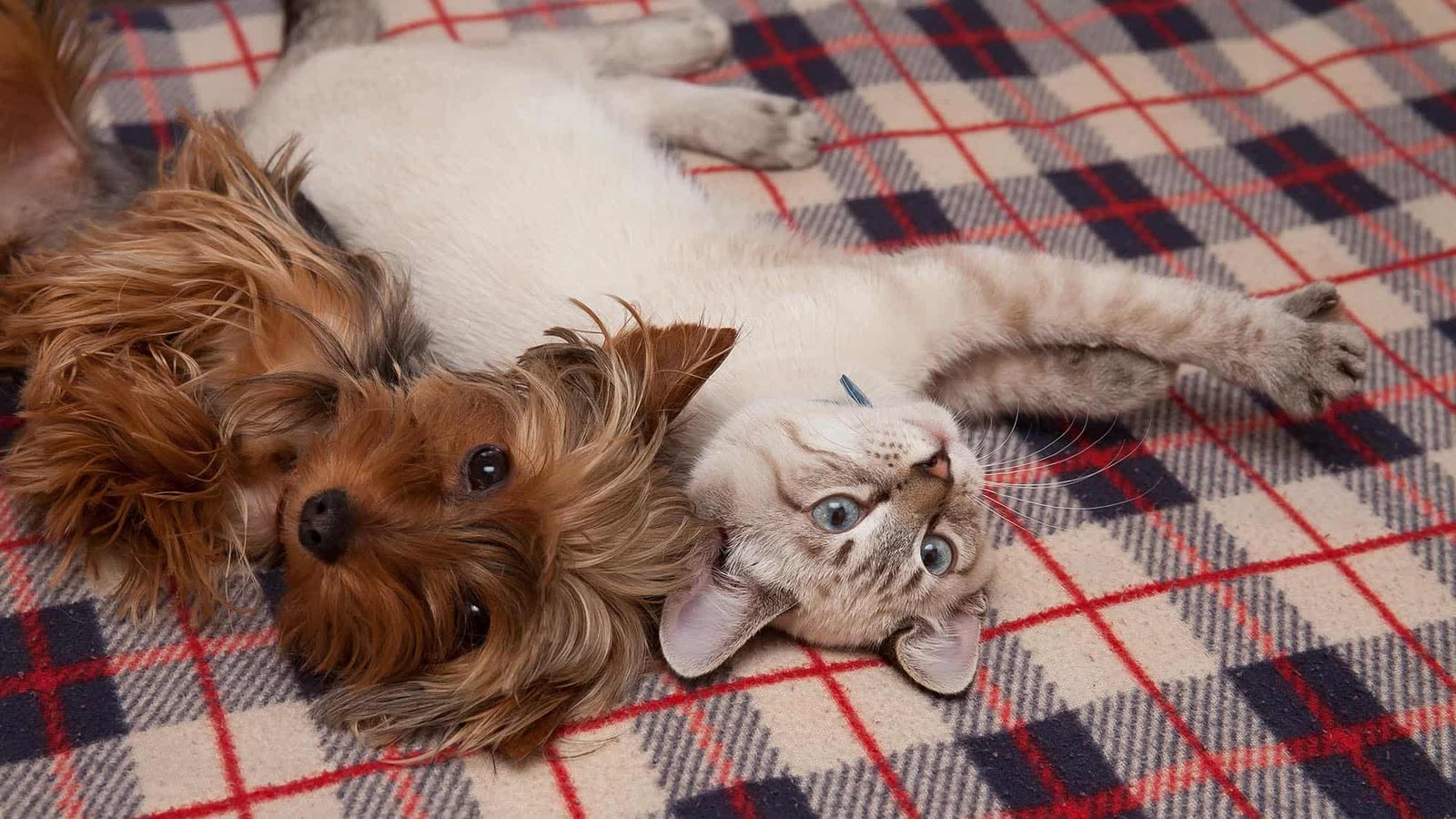 Como manter e cuidar de um pet dentro de um apartamento ou casa?